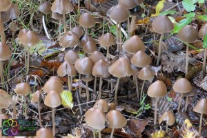 Psathyrella conopilus (1).jpg_product